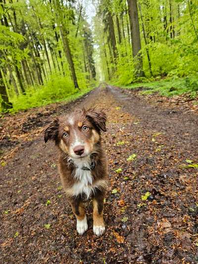 Hundetreffen-Hundetreffen-Bild