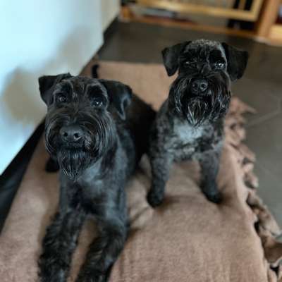 Hundetreffen-Gassirunde mit Rudi und Otis-Bild