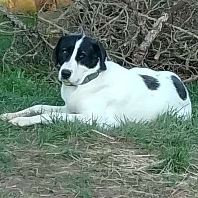 Hundetreffen-Kennenlernen-Profilbild
