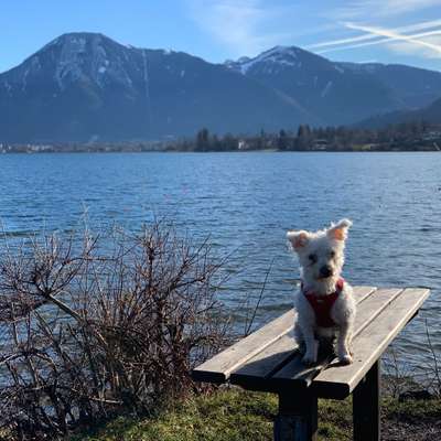 Hundetreffen-Gemütlicher Spaziergang mit unseren Vierbeinern-Profilbild