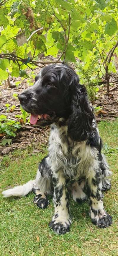 Dogorama Photo Challenge - Portrait-Beitrag-Bild