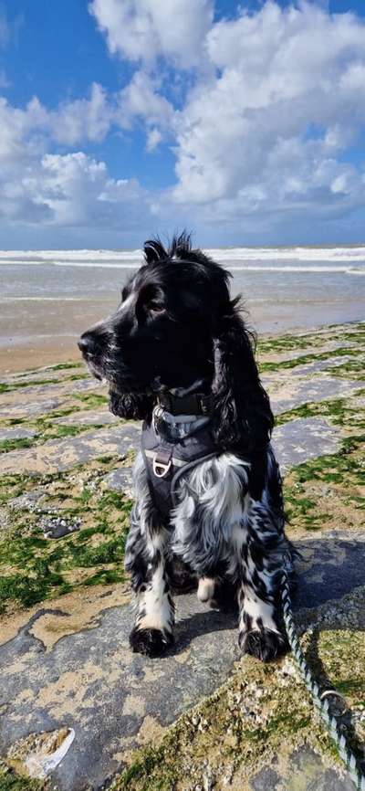 Dogorama Photo Challenge - Portrait-Beitrag-Bild