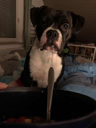 Olde English Bulldogge-Beitrag-Bild