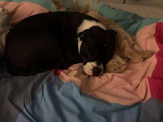 Challenge Nr 14
Eure Fellnasen auf ihrem Lieblingsplatz-Beitrag-Bild