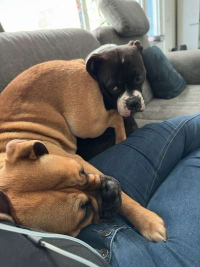 Conti Besitzer? :-)-Beitrag-Bild