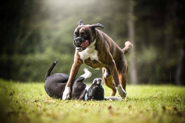 Lustigsten Grimassen von euren Hunden-Beitrag-Bild