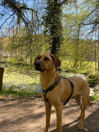 Die Dogorama Monats Challenge "Es grünt und blüht"-Beitrag-Bild