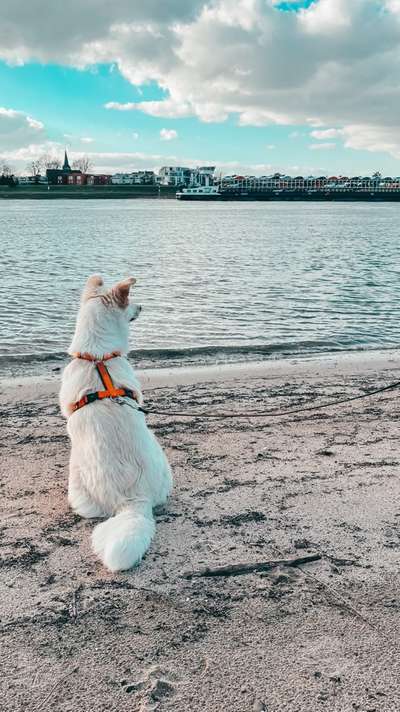 Dogorama-Monats-Challenge-Mai "Wasser"-Beitrag-Bild