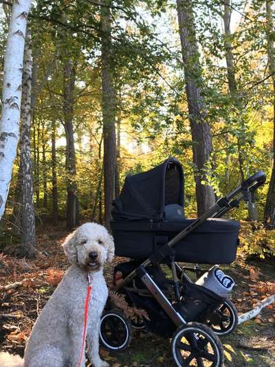 Labradoodle gesucht-Beitrag-Bild