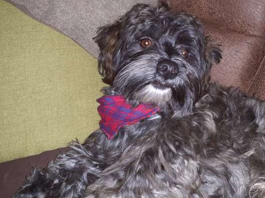 Havaneser-Beitrag-Bild