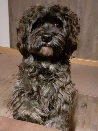 Havaneser dabei?:)-Beitrag-Bild