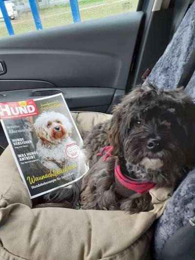 Havaneser dabei?:)-Beitrag-Bild