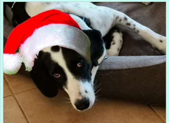 Challenge Nr. 8  Dein Hund im Weihnachtslook-Beitrag-Bild