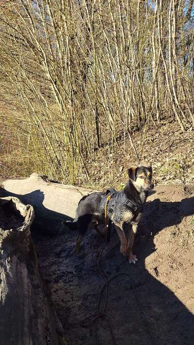 Hundetreffen-Speedy sucht Freunde-Bild