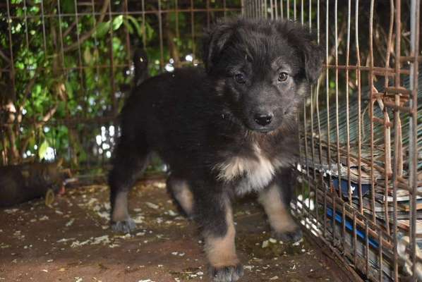 Welpen Bilder !-Beitrag-Bild