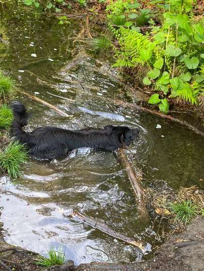 Dogorama-Monats-Challenge-Mai "Wasser"-Beitrag-Bild