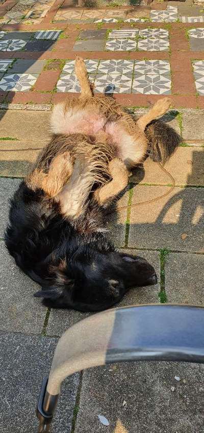 Die Dogorama Wochen Challenge-Beitrag-Bild