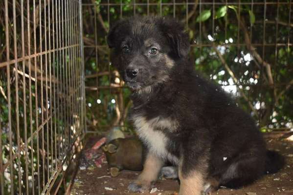 Welpen Bilder !-Beitrag-Bild