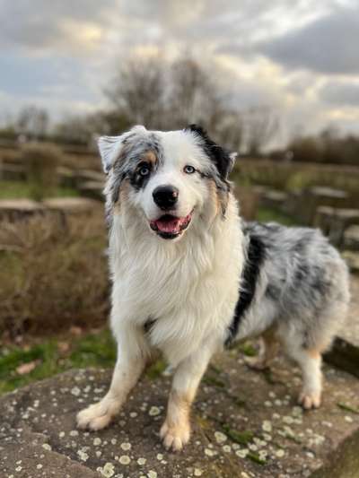 Hundetreffen-Standard Australian Shepherd Treffen-Bild