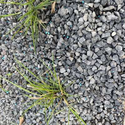 Giftköder-Schneckenkorn/Rattengift?-Bild