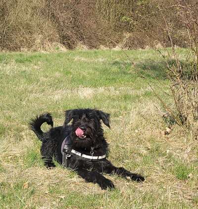 Dogorama Photo Challenge - Der Frühling kommt-Beitrag-Bild