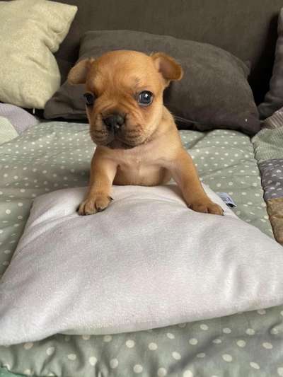 Welpen Bilder !-Beitrag-Bild