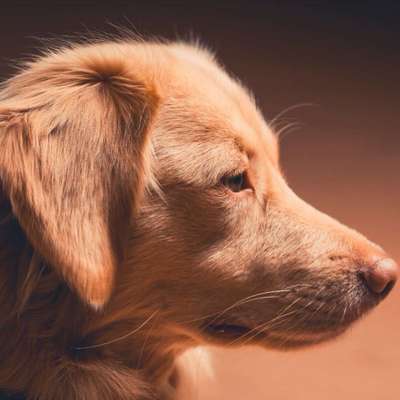 Hundetreffen-Gassi- oder Spielrunde