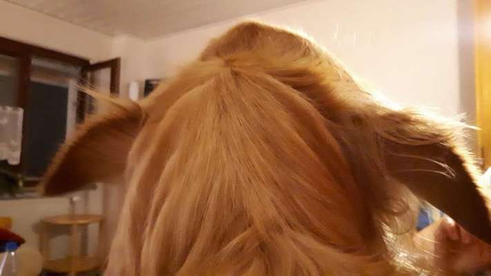 Dogorama Photo Challenge - Details Ganz nah-Beitrag-Bild