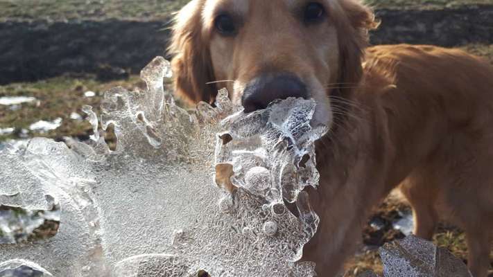 Dogorama Photo Challenge - Winterstimmung-Beitrag-Bild