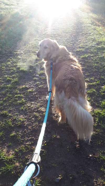 Dogorama Photo Challenge - an der Leine-Beitrag-Bild