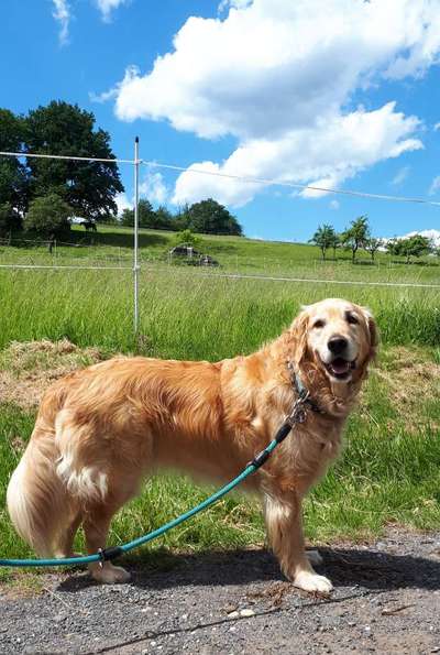 156. Fotochallenge *** DEIN HUND UND DIE WUNDERSCHÖNEN WOLKEN ***-Beitrag-Bild