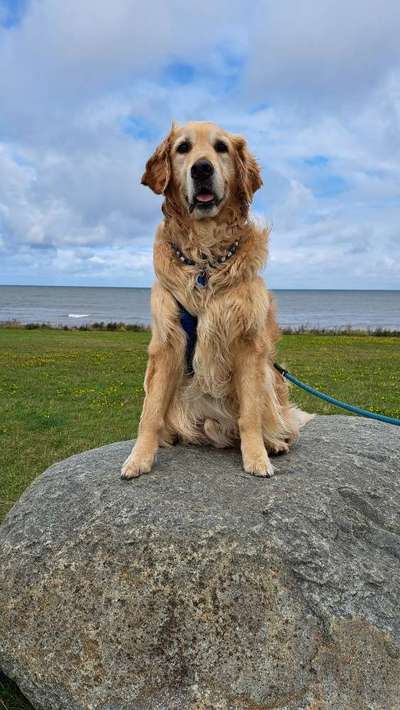 149. Foto Challenge: Wer ist hier der Boss!-Beitrag-Bild