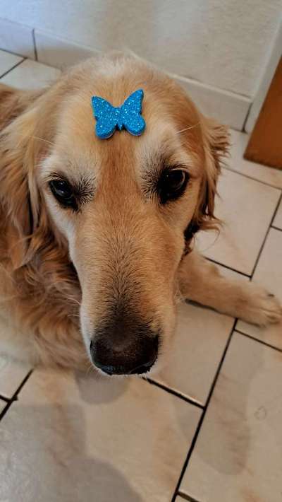 Wo sind die Golden Retriever Liebhaber?-Beitrag-Bild