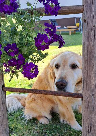 Dogorama Photo Challenge - Durchblick-Beitrag-Bild