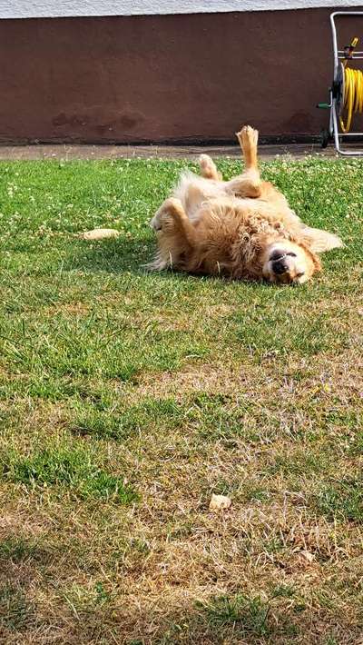 Dogorama Photo Challenge - Wälzen-Beitrag-Bild