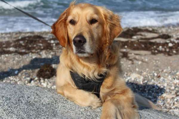 Dogorama Photo Challenge - Portrait-Beitrag-Bild