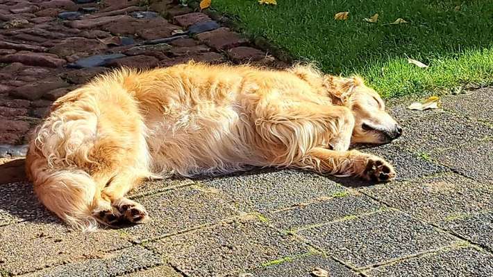 36. Handy Foto Challenge - Sonnenanbeter-Beitrag-Bild