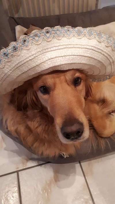 Dogorama Photo Challenge - Festliches Accessoires-Beitrag-Bild