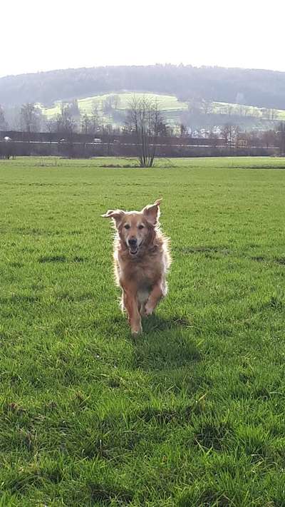 Foto Challenge Nr. 137 - Lass die Ohren fliegen-Beitrag-Bild