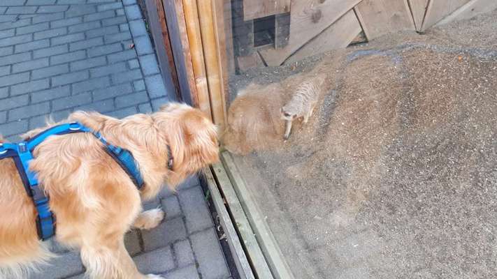 Dogorama Photo Challenge- Der Nase nach-Beitrag-Bild