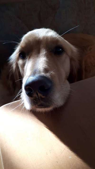 31. Handy - Fotochallenge
Vierbeiner mit am Tisch-Beitrag-Bild