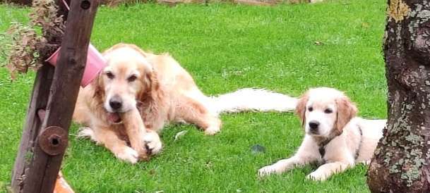 Wo sind die Golden Retriever Liebhaber?-Beitrag-Bild