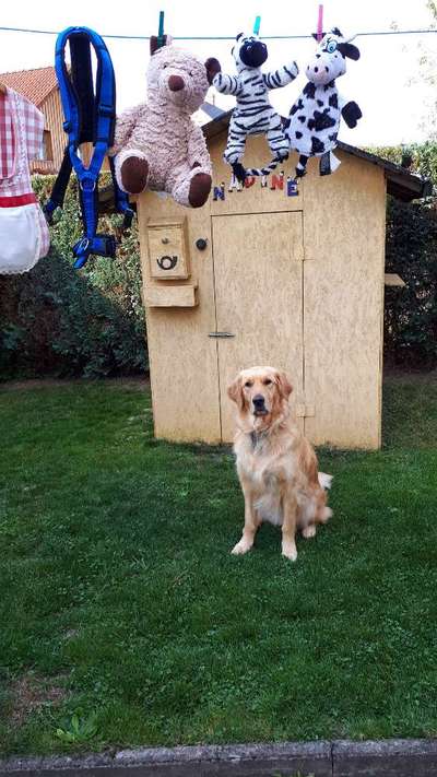 Dogorama Photo Challenge - Hündische Haushaltshilfe-Beitrag-Bild