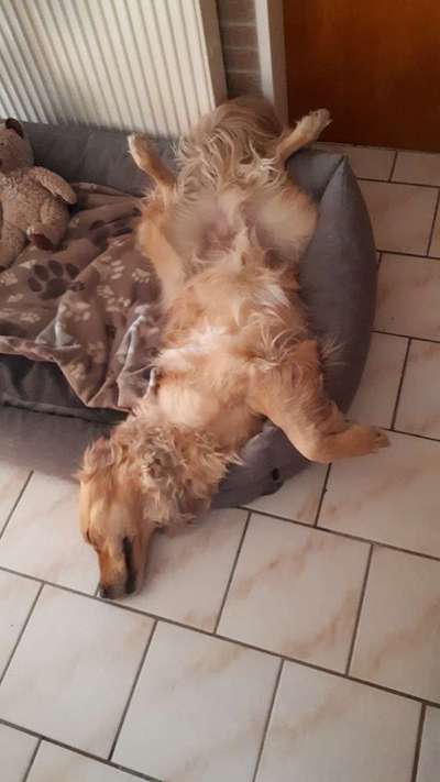 Dogorama Photo Challenge - Zeigt her eure Bäuche-Beitrag-Bild