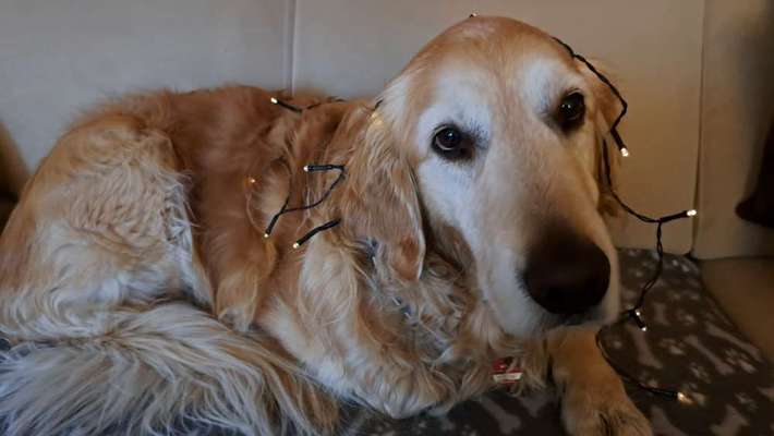 Dogorama Photo Challenge - Licht-Beitrag-Bild