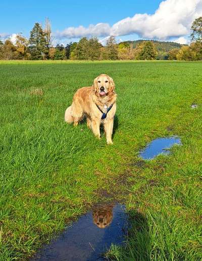 Dogorama Photo Challenge - Spieglein Spieglein . . .-Beitrag-Bild