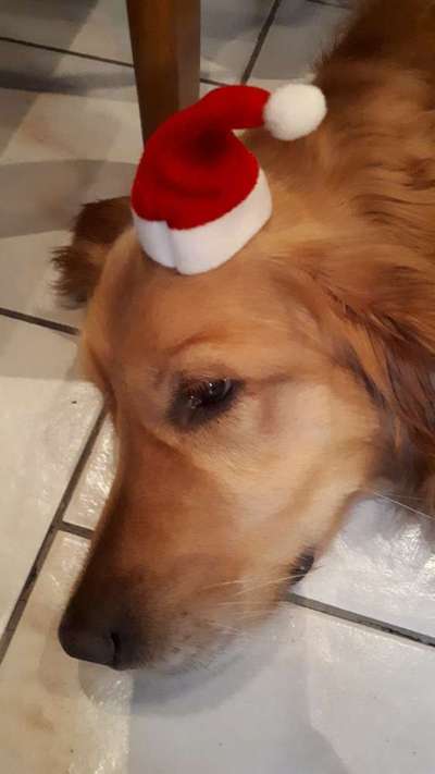 Dogorama Photo Challenge - Nikolaus-Beitrag-Bild