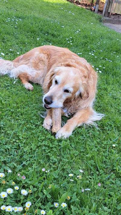 Wo sind die Golden Retriever Liebhaber?-Beitrag-Bild