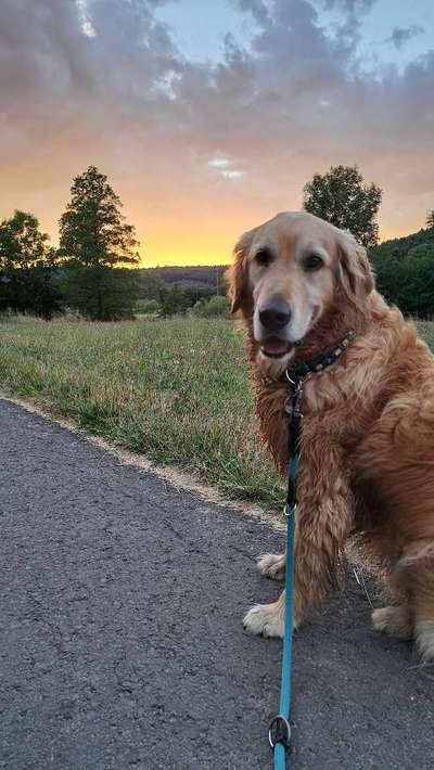 Wo sind die Golden Retriever Liebhaber?-Beitrag-Bild