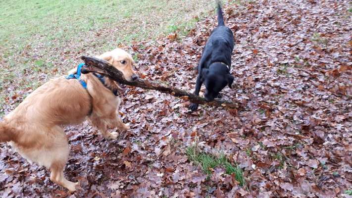 Dogorama Photo Challenge - Hunde in Action-Beitrag-Bild